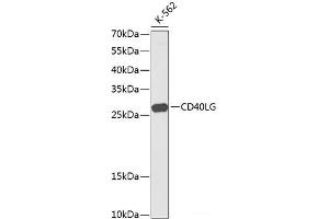 Western blot analysis of extracts of K561 cells using CD40L Polyclonal Antibody at dilution of 1:1000. (CD40 Ligand antibody)