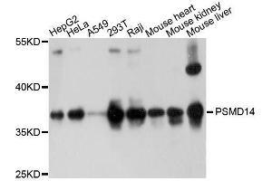 Western blot analysis of extracts of various cell lines, using PSMD14 antibody. (PSMD14 antibody  (AA 160-300))