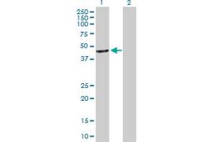 Western Blot analysis of ARR3 expression in transfected 293T cell line by ARR3 MaxPab polyclonal antibody. (ARR3 antibody  (AA 1-359))