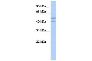 ACTL7B antibody used at 1 ug/ml to detect target protein. (Actl7b antibody  (Middle Region))