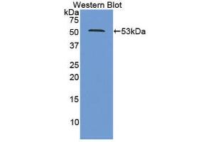 Western Blotting (WB) image for anti-Proteasome (Prosome, Macropain) 26S Subunit, ATPase, 2 (PSMC2) (AA 1-433) antibody (ABIN1860335) (PSMC2 antibody  (AA 1-433))