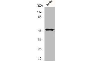 Western Blot analysis of HuvEc cells using Mnk1 Polyclonal Antibody (MKNK1 antibody  (Internal Region))
