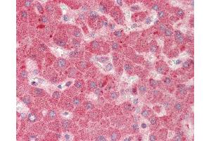 Human Liver: Formalin-Fixed, Paraffin-Embedded (FFPE) (GPR177/WLS antibody  (AA 53-102))