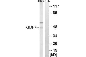 Western blot analysis of extracts from HT-29 cells, using GDF7 antibody. (GDF7 antibody  (Internal Region))