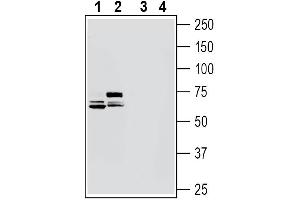 Western blot analysis of rat brain membranes (lanes 1 and 3) and mouse brain lysates (lanes 2 and 4):1-2.