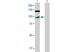 Western Blot analysis of CWC22 expression in transfected 293T cell line by CWC22 MaxPab polyclonal antibody. (CWC22 antibody  (AA 1-908))
