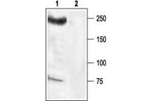 Western blot analysis of rat brain membrane: - 1. (SCN8A antibody  (Intracellular))