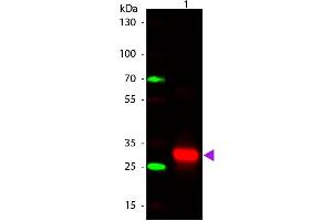 Western Blotting (WB) image for Rabbit anti-Human IgG (Fc Region) antibody (ABIN101664)