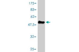 Western Blot detection against Immunogen (48. (Mre11 antibody  (AA 1-206))