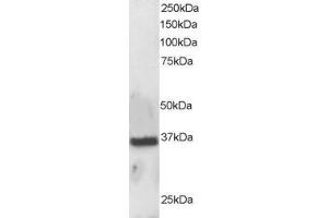 ABIN184704 staining (0. (APEX1 antibody  (N-Term))