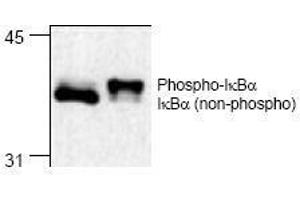 Western Blotting (WB) image for anti-Nuclear Factor of kappa Light Polypeptide Gene Enhancer in B-Cells Inhibitor, alpha (NFKBIA) antibody (ABIN155061) (NFKBIA antibody)