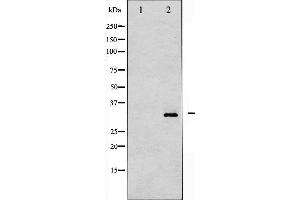 Western blot analysis of DARPP-32 phosphorylation expression in PMA treated NIH-3T3 whole cell lysates,The lane on the left is treated with the antigen-specific peptide. (DARPP32 antibody  (pThr34))