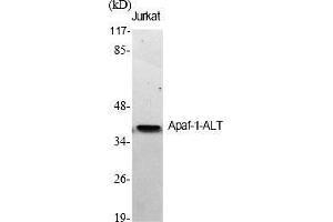 Western Blot analysis of various cells using Apaf-1-ALT Polyclonal Antibody diluted at 1:500. (APAF1 antibody  (AA 260-340))