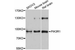 Western blot analysis of extracts of various cell lines, using PIK3R1 antibody (ABIN5998518) at 1/1000 dilution. (PIK3R1 antibody)