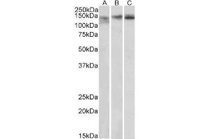STAG2 antibody  (Internal Region)