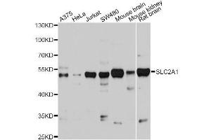 Western blot analysis of extracts of various cell lines, using SLC2A1 antibody. (GLUT1 antibody  (AA 210-310))