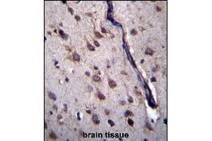 DYSFIP1 Antibody (N-term) (ABIN657090 and ABIN2846248) immunohistochemistry analysis in formalin fixed and paraffin embedded human brain tissue followed by peroxidase conjugation of the secondary antibody and DAB staining. (PPP1R27 antibody  (N-Term))