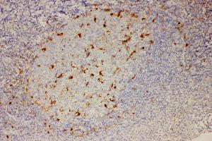 Anti-IL18 Picoband antibody,  IHC(P): Human Tonsil Tissue