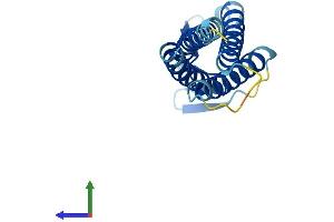 AlphaFold protein structure predicition of Mouse Recombinant Lim2 Protein, UniprotID P56563 (LIM2 Protein (AA 1-173) (His tag))