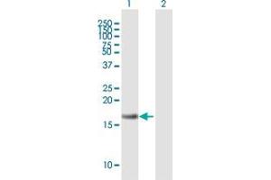 Western Blot analysis of LY96 expression in transfected 293T cell line by LY96 MaxPab polyclonal antibody. (LY96 antibody  (AA 19-160))