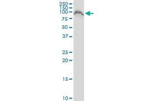 FAF1 MaxPab polyclonal antibody. (FAF1 antibody  (AA 1-650))