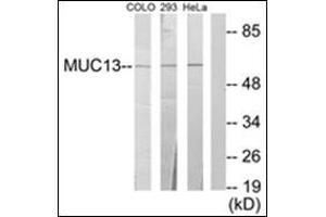 Western blot analysis of extracts from 293/HeLa/COLO205 cells, using MUC13 Antibody. (MUC13 antibody  (C-Term))