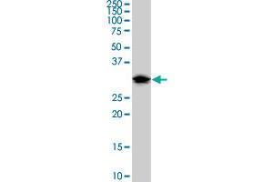 DND1 monoclonal antibody (M07), clone 2G11. (DND1 antibody  (AA 167-260))