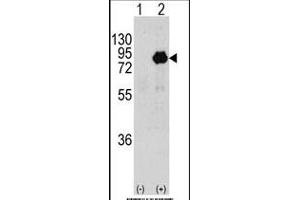 Western blot analysis of PIK3R2 (arrow) using rabbit polyclonal PIK3R2 Antibody  (R). (PIK3R2 antibody  (AA 442-471))