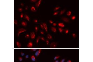 Immunofluorescence analysis of U2OS cells using CHRM5 Polyclonal Antibody (CHRM5 antibody)