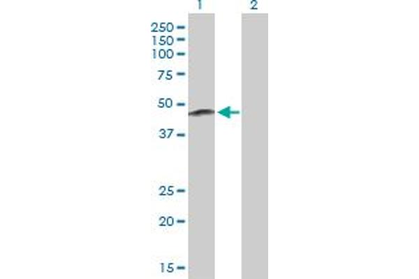 ERAP2 antibody  (AA 1-350)