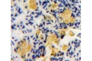 IHC-P analysis of Bowels tissue, with DAB staining. (PKC zeta antibody  (AA 404-591))