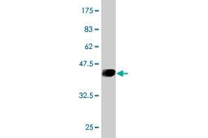 Western Blot detection against Immunogen (41. (UBE2D3 antibody  (AA 1-147))