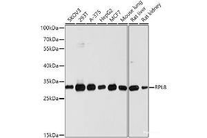 Western blot analysis of extracts of various cell lines using RPL8 Polyclonal Antibody at dilution of 1:1000. (RPL8 antibody)