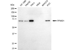 Western blotting analysis using PPWD1 antibody (ABIN7799769). (PPWD1 antibody)