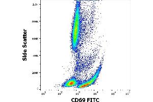CD69 Antikörper  (FITC)