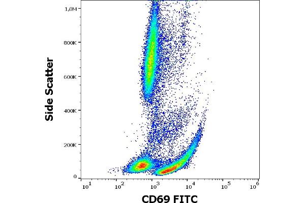 CD69 anticorps  (FITC)
