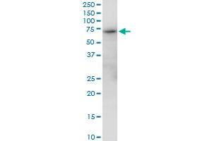 GBP2 MaxPab polyclonal antibody. (GBP2 antibody  (AA 1-591))