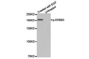 Western Blotting (WB) image for anti-Receptor Tyrosine-Protein Kinase ErbB-3 (ERBB3) (pTyr1328) antibody (ABIN1870169) (ERBB3 antibody  (pTyr1328))
