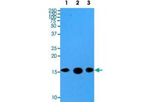Western blot analysis of cell lysates of HeLa (35 ug) and recombinant proteins (10 ng) were resolved by SDS-PAGE, transferred to PVDF membrane and probed with SUMO2 monoclonal antibody, clone AT10F1  (1 : 500).