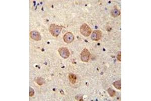 Immunohistochemistry analysis in formalin fixed and paraffin embedded human brain tissue reacted with FUSSEL18 Antibody (C-term) followed by peroxidase conjugation of the secondary antibody and DAB staining. (SKOR2 antibody  (C-Term))
