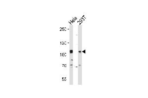 Western blot analysis of lysates from Hela, 293T cell line (from left to right), using EPHA10 Antibody (N-term) (ABIN391903 and ABIN2841719). (EPH Receptor A10 antibody  (N-Term))