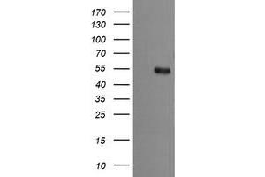 Image no. 2 for anti-Mdm4-binding Protein (MDM4) antibody (ABIN1499356) (MDM4-binding Protein antibody)