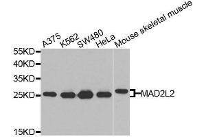 Western blot analysis of extracts of various cell lines, using MAD2L2 antibody (ABIN6003593) at 1/1000 dilution. (MAD2L2 antibody)