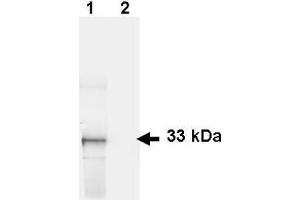 Western Blotting (WB) image for anti-Green Fluorescent Protein (GFP) (AA 246) antibody (FITC) (ABIN100088) (GFP antibody  (AA 246) (FITC))