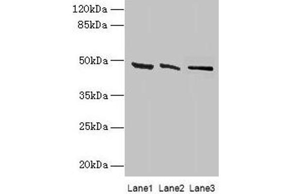 HSDL2 anticorps  (AA 1-345)