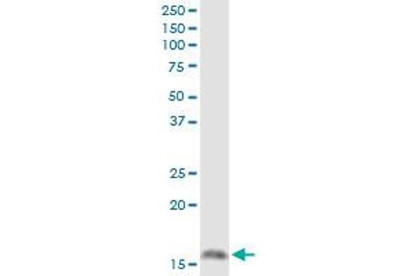 MGST1 antibody  (AA 1-155)