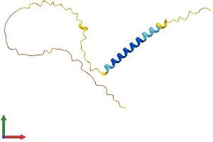 Protein Structure (PS) image for Nerve Growth Factor Receptor (TNFRSF16) Associated Protein 1 (NGFRAP1) (AA 1-124) protein (His tag) (ABIN7556258)