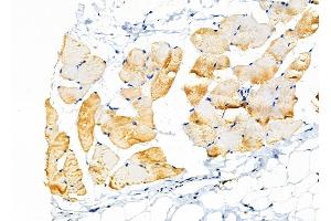 ABIN6257301 and ABIN6275376 at 1/100 staining Rat skin tissue by IHC-P. (KCNK7 antibody  (Internal Region))