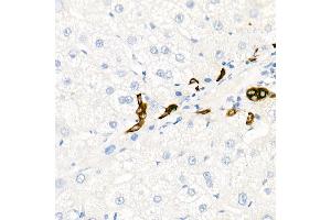 Immunohistochemistry of paraffin-embedded Human liver (negative control sample) using Cytokeratin 19 (KRT19) antibody (ABIN7268099) at dilution of 1:100 (40x lens). (Cytokeratin 19 antibody)