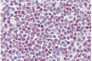 Anti-APOBEC3A antibody IHC staining of human tonsil. (APOBEC3A antibody  (AA 7-20))